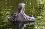 Nijlpaard (Hippopotamus amphibius)