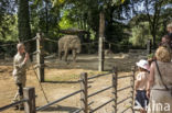 Asian elephant (Elephas maximus)