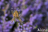 Kruisspin (Araneus diadematus)