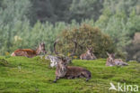 Red Deer (Cervus elaphus)