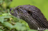 European Otter (Lutra lutra)