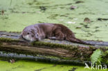 European Otter (Lutra lutra)