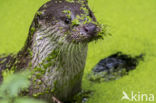 European Otter (Lutra lutra)