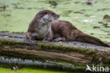 European Otter (Lutra lutra)