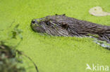 European Otter (Lutra lutra)