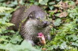 European Otter (Lutra lutra)