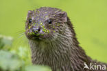 European Otter (Lutra lutra)