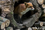 Fox (Vulpes vulpes)