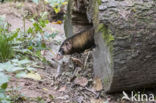 Polecat (Mustela putorius)