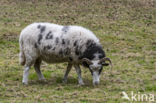 Heidschnucke (Ovis domesticus)