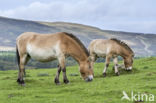 Przewalskipaard (Equus przewalskii)