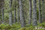 Scots Pine (Pinus sylvestris)