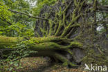 Beech (Fagus sylvatica)