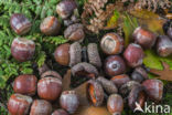 Red Oak (Quercus rubra)