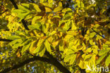 Tamme kastanje (Castanea sativa)