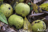 black walnut (Juglans nigra)