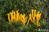 Yellow turning fork (Calocera viscosa)