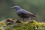 European Starling (Sturnus vulgaris)