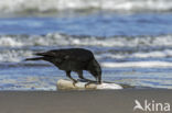 Zwarte Kraai (Corvus corone)