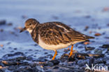 Steenloper (Arenaria interpres)