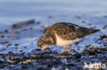 Steenloper (Arenaria interpres)