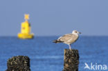 Zilvermeeuw (Larus argentatus)