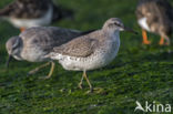 Kanoetstrandloper (Calidris canutus)