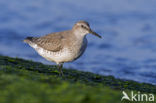 Kanoetstrandloper (Calidris canutus)