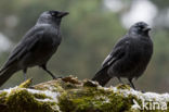 Eurasian Jackdaw (Corvus monedula)