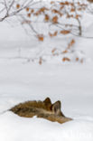 Grey Wolf (Canis lupus)