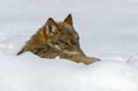 Grey Wolf (Canis lupus)