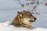 Grey Wolf (Canis lupus)