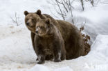 Brown Bear (Ursus arctos arctos)