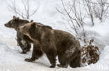 Brown Bear (Ursus arctos arctos)