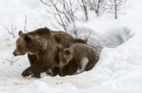 Brown Bear (Ursus arctos arctos)