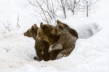 Brown Bear (Ursus arctos arctos)