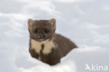 Pine Marten (Martes martes)