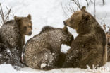 Brown Bear (Ursus arctos arctos)