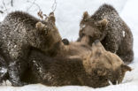 Brown Bear (Ursus arctos arctos)