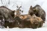 Brown Bear (Ursus arctos arctos)