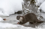 European Otter (Lutra lutra)