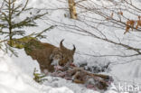 Euraziatische lynx (Lynx lynx)