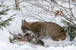 Euraziatische lynx (Lynx lynx)