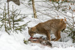 Euraziatische lynx (Lynx lynx)