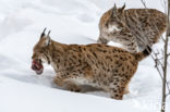 Euraziatische lynx (Lynx lynx)