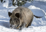 Wild Boar (Sus scrofa)