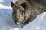 Wild Boar (Sus scrofa)