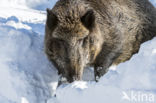 Wild Boar (Sus scrofa)