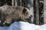 Wild Boar (Sus scrofa)