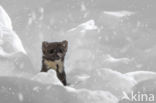 Pine Marten (Martes martes)